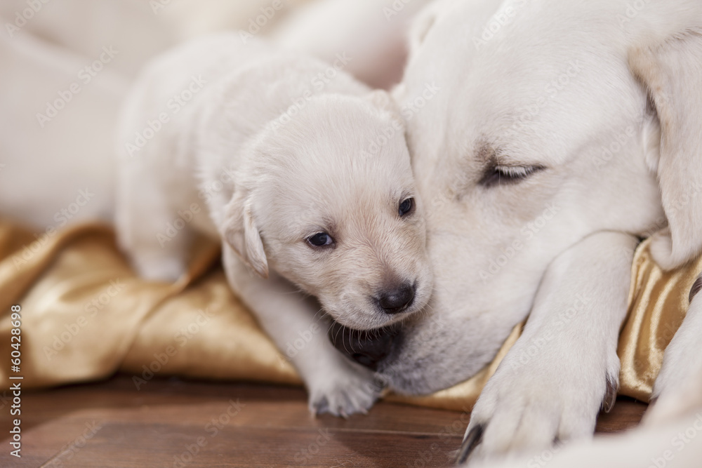white labrador retriever mother with puppy - obrazy, fototapety, plakaty 