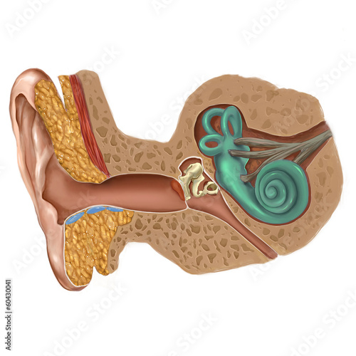 https stock adobe com images kulak anatomisi 60430041 start checkout 1 content id 60430041