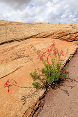 Sticker - navajo national monument, Arizona