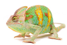 One Yemen Chameleon