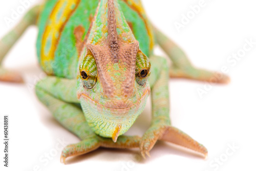 Naklejka samoprzylepna Jeden jemen kameleon