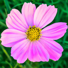 Mexican Aster