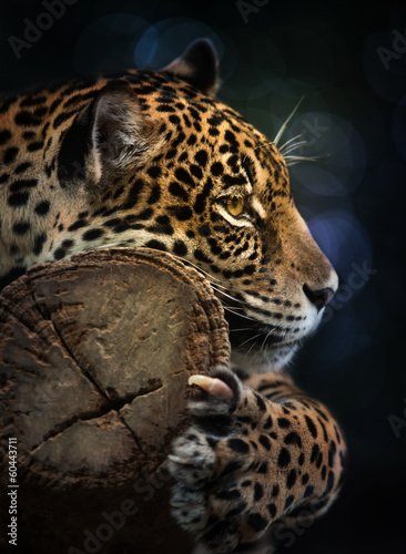 Plakat na papierze fotorealistycznym Jaguar