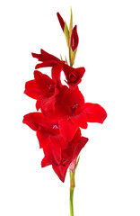 Sticker - red gladiolus