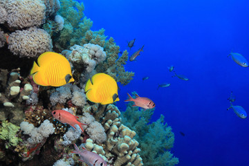 Wall Mural - Colorful fish in the reef of the red sea