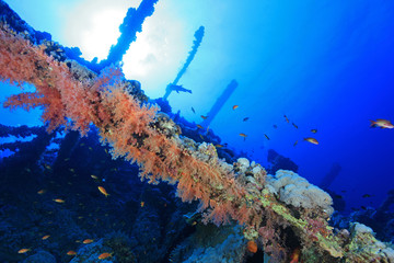 Wall Mural - Shipwreck of the Numidia in the red sea