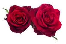 Two   Dark  Red Roses