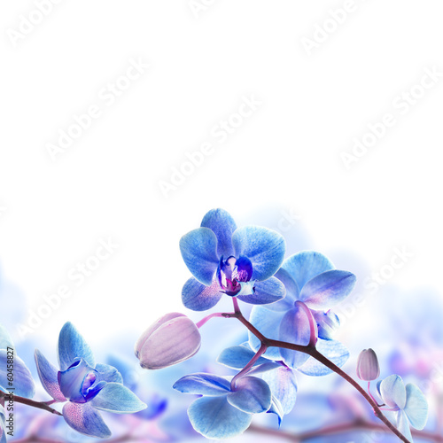 Naklejka dekoracyjna Floral background of tropical orchids