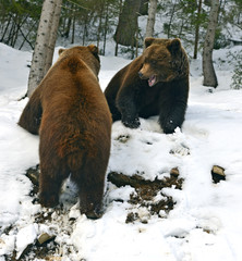 Wall Mural - brown bear in the woods in winter