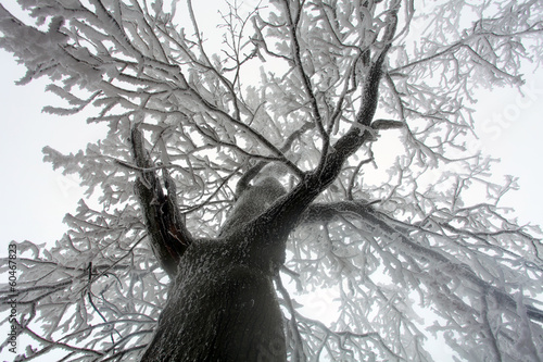 Nowoczesny obraz na płótnie Sky sunshine through the winter tree branches (from below).