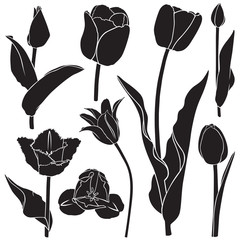 Poster - Tulips silhouette set