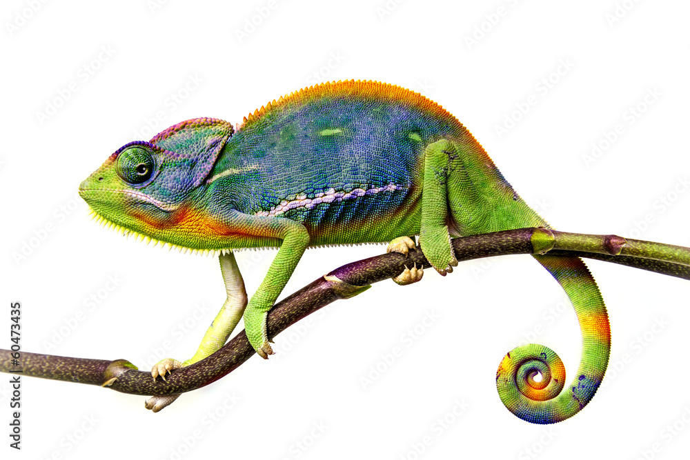 Obraz na płótnie chameleon w salonie