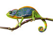 Leinwandbild Motiv chameleon