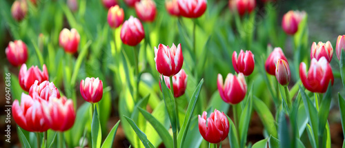 Plakat na papierze fotorealistycznym Kolorowy tulipan na tle przyrody