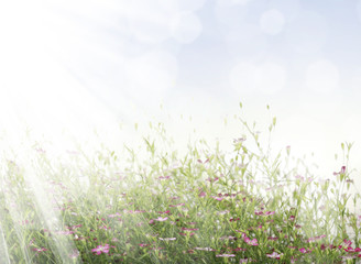 Wall Mural - beautiful flowers field
