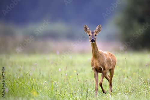 Fotografía Roe-deer in the clearing