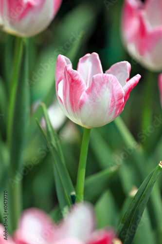 Plakat na papierze fotorealistycznym Białe tulipany i miękki różowy.