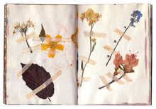 Open Book With Herbarium Pages. Old Dry Up Flowers. Vintage.