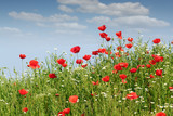 Fototapeta Kwiaty - red poppy flowers spring season