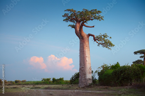 Naklejka samoprzylepna Baobab