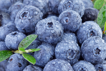 Canvas Print - blueberries in close up