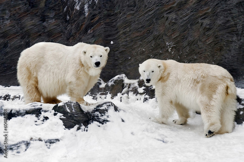 Plakat na papierze fotorealistycznym Niedźwiedź polarny - ursus maritimus