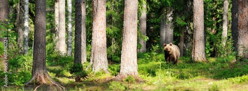 Fotomural Brown bear in forest panorama