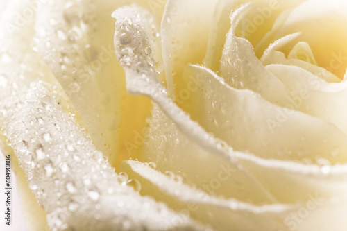 Naklejka - mata magnetyczna na lodówkę Natural tint yellow roses background