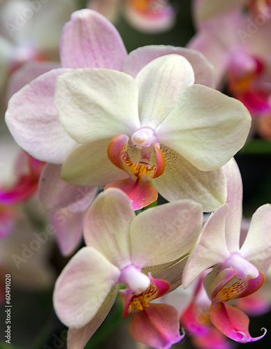Naklejka samoprzylepna Orchidea