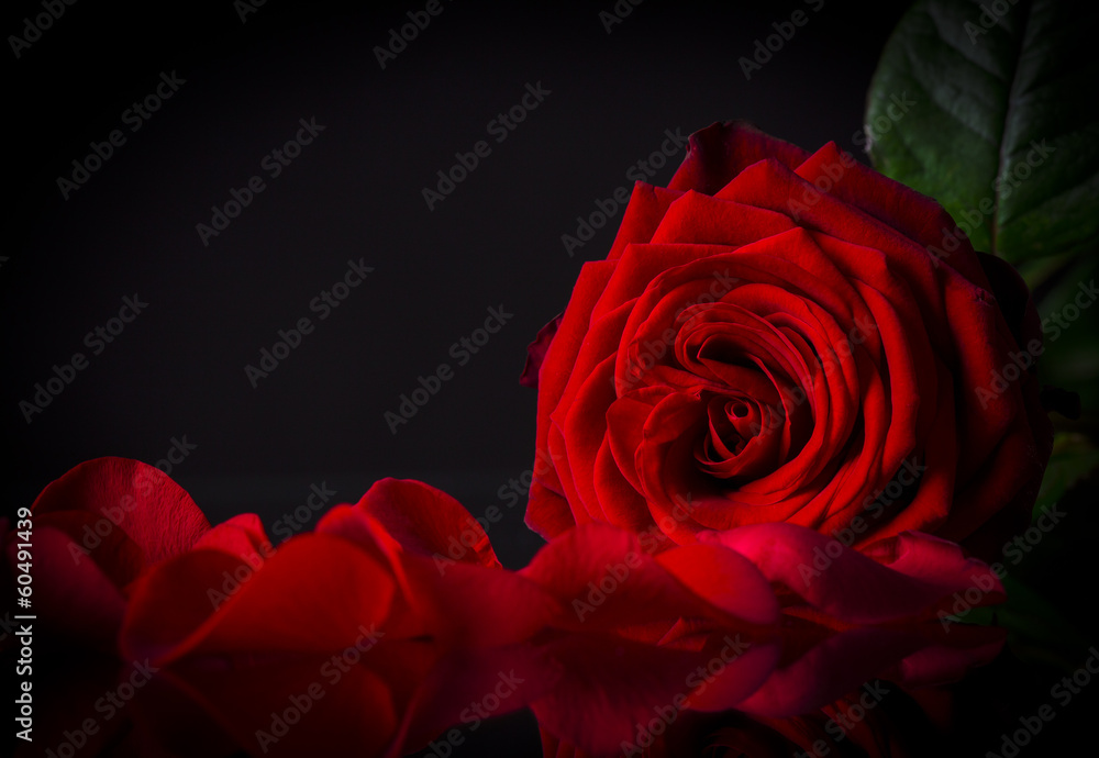 Natural red roses background - obrazy, fototapety, plakaty 