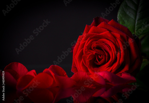 Natural red roses background