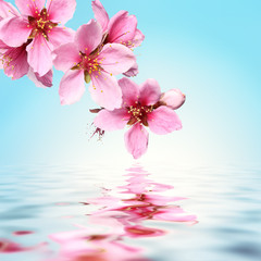 Peach flower,water background