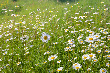 Fotomurales - Beautiful field of daisies.