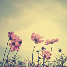Vintage Cosmos Flowers In Sunset Time