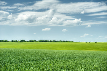 Wall Mural - green wheat field and blue sky spring landscape