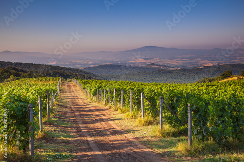 Board z aluminiowym obramowaniem Chianti vineyard tuscany, włochy