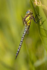 Canvas Print - Dragonfly Perching on Grass