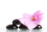 Fototapeta Desenie - Black spa stones and flower on white