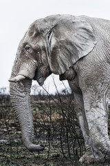 Wall Mural - Alter weißer Elefant im Etosha Park, Namibia