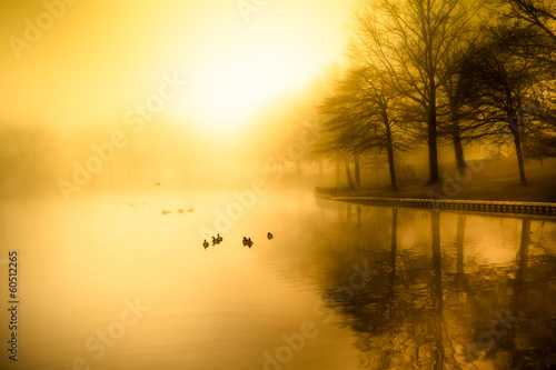 Fotografie, Obraz Fog and golden morning light over duck pond