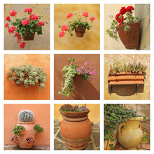 Collection Of Plants In Ceramic Containers On Stucco Wall