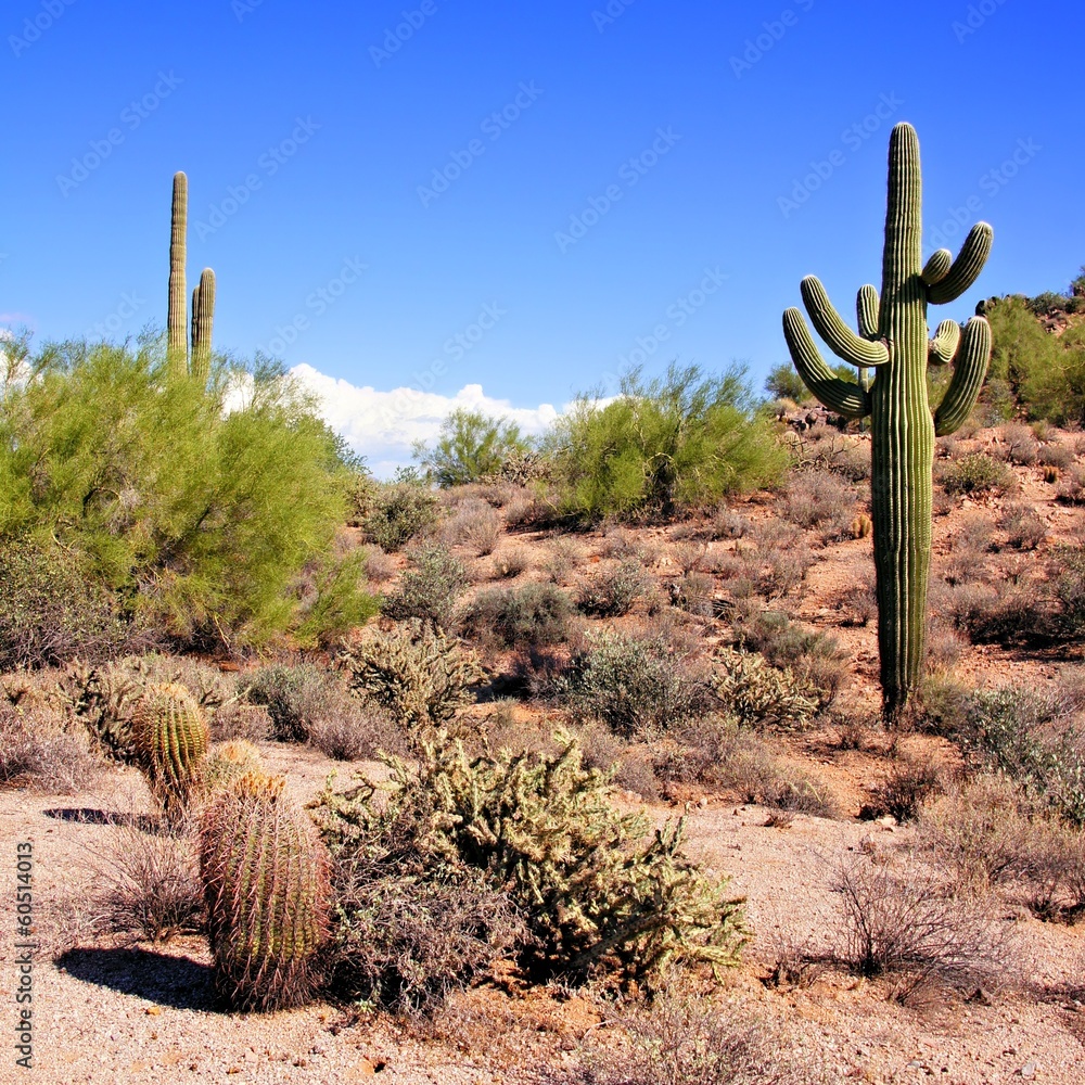 Arizona desert view with giant saguaro cactus - obrazy, fototapety, plakaty 