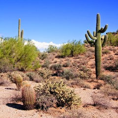 Wall Mural - Arizona desert view with giant saguaro cactus