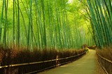 Fototapeta Bambus - LANE into the bamboo forest 竹林の小路