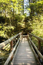 Wooden Bridge In Forest