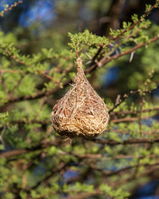 Nest Of A Yellow Masked Weaver