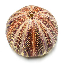 Rare Red Sea Urchins Shell