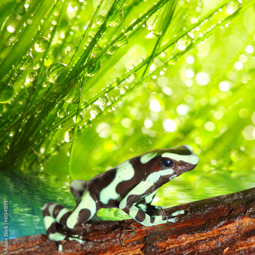 Obraz na płótnie canvas dwuczęściowy "dyptyk" Żaba trucizny (dendrobates) w lesie deszczowym.