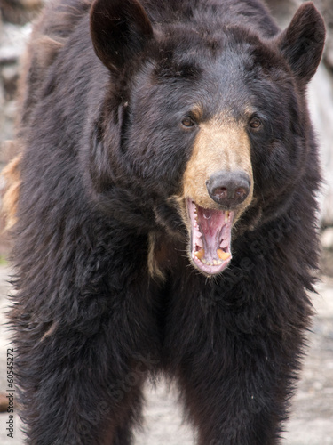 Plakat na papierze fotorealistycznym Niedźwiedź brunatny (ursus arctos) jest jednym z największych i najbardziej powe