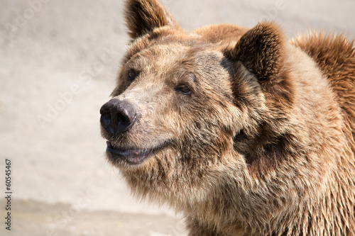 Plakat na papierze fotorealistycznym Niedźwiedź brunatny (ursus arctos) jest jednym z największych i najbardziej powe